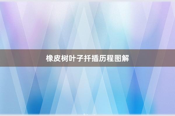 橡皮树叶子扦插历程图解